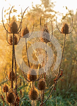 Backlit dried teasel plants.
