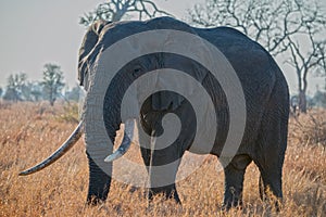 Backlit Elephant