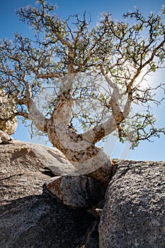 Backlit elephant tree Bursera microphylla growing from a rock crevice in Baja California, Mexico