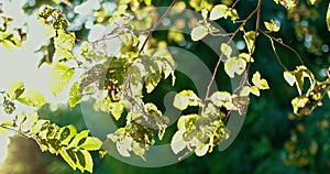 Backlit elm branches with leaves