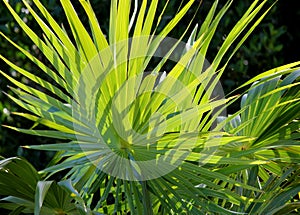 Backlit entwined tropical palm leaves filled with sunlight against black background .