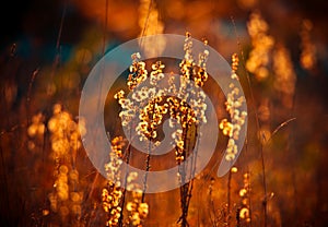 Backlit of fall dry grass