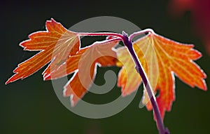 Backlit fall leaves photo