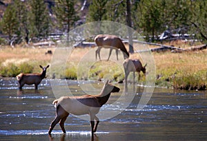 Backlit Female Elk Crossing Stream #1