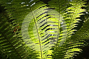 Backlit fern fronds