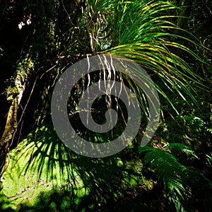 Backlit fern leaves, with symmetrical fronds, native bush, west coast, south island, New Zealand