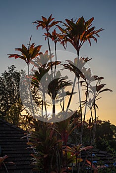 Backlit Flowers at Dusk