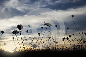 Backlit flowers sunset. selective focus. blurred background. copy space. clouds in the sky