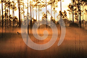 Backlit fog at sunrise, Everglades National Park.