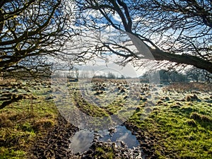 A backlit frosty meadow with silhouetted tree branches in the foreground