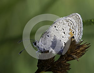 A backlit frozen butterfly with water droplets on wings in the m