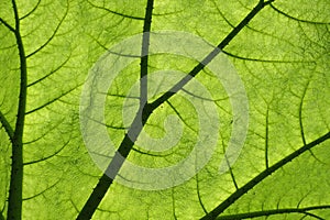 Backlit giant Gunnera plant leaf