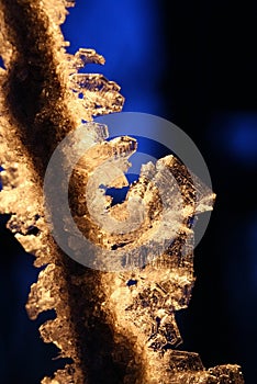 Backlit Golden Hoarfrost Crystals on Branch