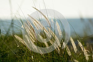 Backlit golden sea grass by ocean