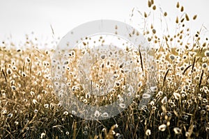 Backlit grass at the beach