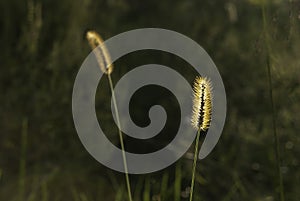Backlit grass in defocused background