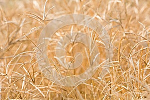 Backlit grass flower field