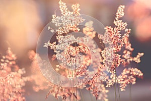 Backlit grass flower