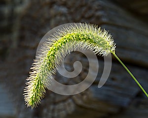 Backlit grass seedhead thought to be Timothy