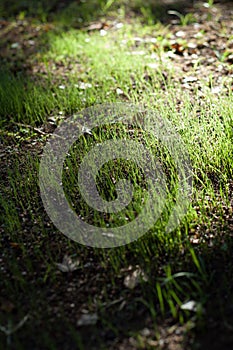 Backlit grass shoots