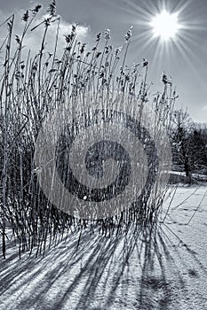 Backlit grass in the snow