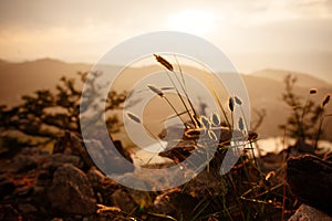 Backlit grass at sunset glows from the sun