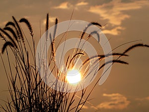 Backlit Grasses