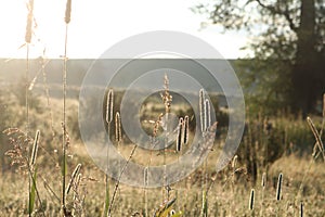 Backlit grasses in the Grand Tetons