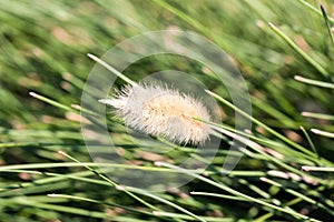 Backlit grasses by a hot spring oasis in the Black Rock desert