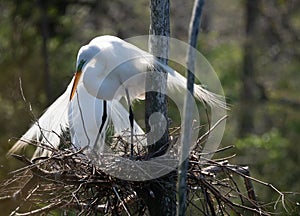 Backlit Great Egret Standing in Nest In Texas photo