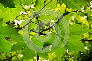 Backlit green bigleaf maple leaf background
