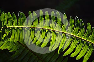 Backlit green fern with spores