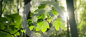 Backlit green leaves on a branch in woodlands