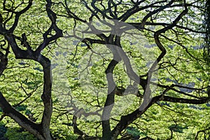 Backlit green leaves of a Monkey Pod Tree