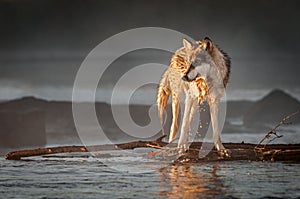 Backlit Grey Wolf Canis lupus Turns Left on River Autumn