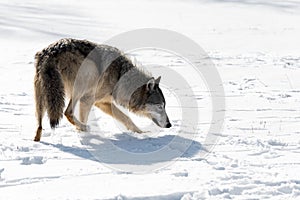 Backlit Grey Wolf (Canis lupus) Turns in Snow Winter