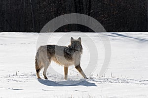 Backlit Grey Wolf (Canis lupus) Turns to Look Back at Woods Winter