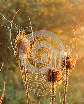 Backlit dried teasel plants.
