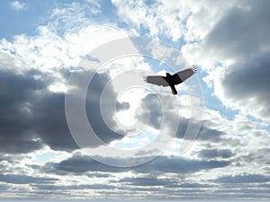 Backlit Hawk Soaring Through Cloudy Sky