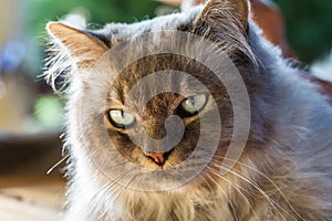 Backlit head of a Tiffany cat