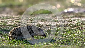 Backlit hedgehog walking on short grass