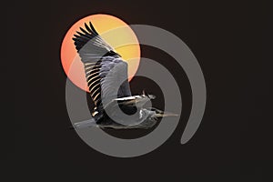 Backlit heron flight at sunset