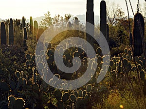 Backlit Highlights on Cacti in the Desert
