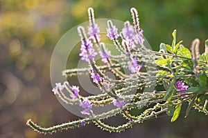 Backlit Hoary Vervain Wildflower