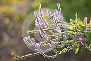 Backlit Hoary Vervain Wildflower photo
