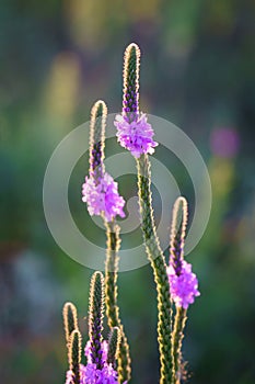 Backlit Hoary Vervain Wildflowers