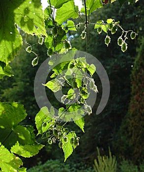 Backlit hops 2