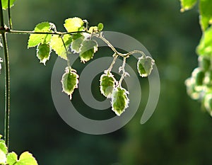 Backlit hops