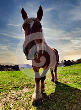 Retroiluminado un caballo, a biosfera reservar,, 