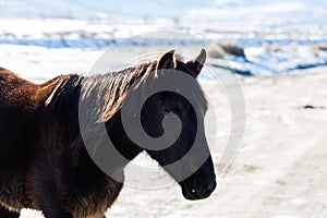 Backlit horse in the nevada desert in the snow